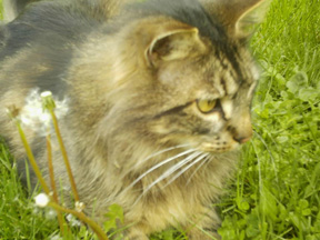 ElCato