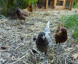 Hens