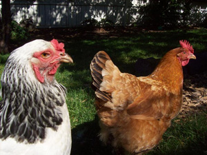 Hens