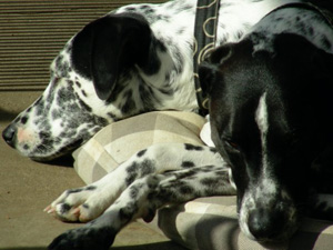 Luna and Mojo