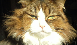Mogwai