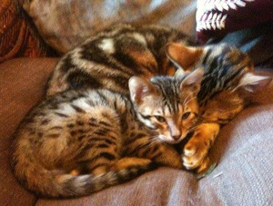 Niko and Spot