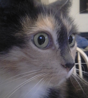 Peppy