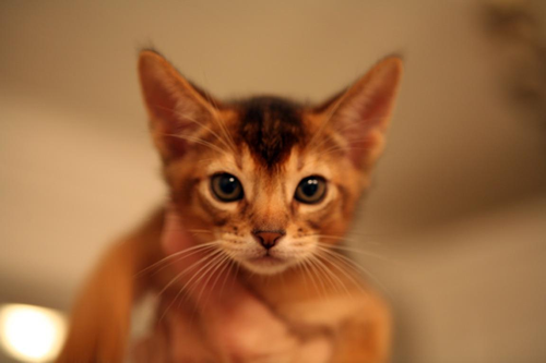 Baby Stigs