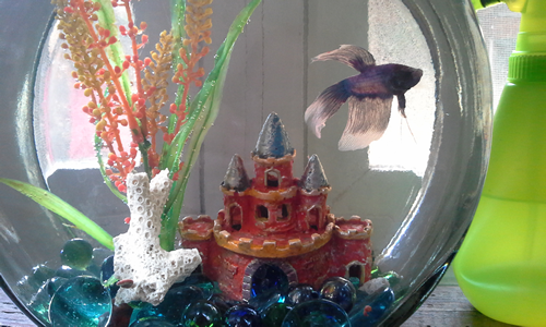 Fishies