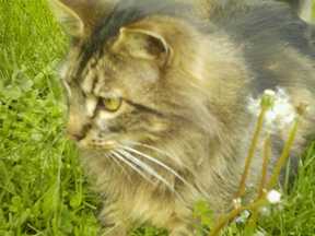 El Cato