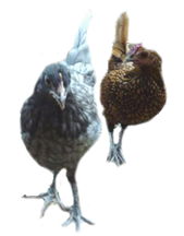 hens