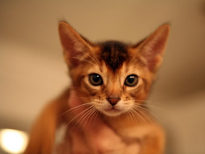 El Cato